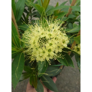 Cây Mai Thái Xanh bơ size lớn trong chậu Đang nở hoa giá ưu đãi 65.000đ 6