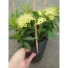 Cây Mai Thái Xanh bơ size lớn trong chậu Đang nở hoa giá ưu đãi 65.000đ 7