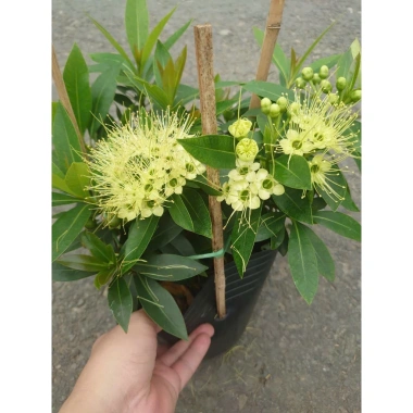 Cây Mai Thái Xanh bơ size lớn trong chậu Đang nở hoa giá ưu đãi 65.000đ 8