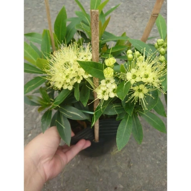 Cây Mai Thái Xanh bơ size lớn trong chậu Đang nở hoa giá ưu đãi 65.000đ 9