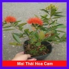 Cây Mai Thái Xanh (Hoa Cam) size lớn, chậu cây đang hoa/nụ - Giá chỉ 65.000₫ (giá gốc 79.300₫)
