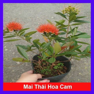 Cây Mai Thái Xanh (Hoa Cam) size lớn, chậu cây đang hoa/nụ - Giá chỉ 65.000₫ (giá gốc 79.300₫)