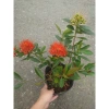 Cây Mai Thái Xanh (Hoa Cam) size lớn, chậu cây đang hoa/nụ - Giá chỉ 65.000₫ (giá gốc 79.300₫) 2