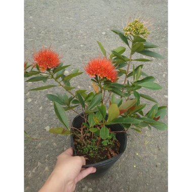 Cây Mai Thái Xanh (Hoa Cam) size lớn, chậu cây đang hoa/nụ - Giá chỉ 65.000₫ (giá gốc 79.300₫) 3 Cây Mai Thái Xanh (Hoa Cam) size lớn, chậu cây đang hoa/nụ - Giá chỉ 65.000₫ (giá gốc 79.300₫) 3
