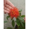 Cây Mai Thái Xanh (Hoa Cam) size lớn, chậu cây đang hoa/nụ - Giá chỉ 65.000₫ (giá gốc 79.300₫) 5