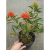 Cây Mai Thái Xanh (Hoa Cam) size lớn, chậu cây đang hoa/nụ - Giá chỉ 65.000₫ (giá gốc 79.300₫) 6