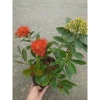 Cây Mai Thái Xanh (Hoa Cam) size lớn, chậu cây đang hoa/nụ - Giá chỉ 65.000₫ (giá gốc 79.300₫) 7