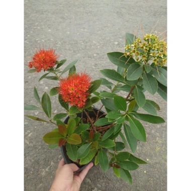 Cây Mai Thái Xanh (Hoa Cam) size lớn, chậu cây đang hoa/nụ - Giá chỉ 65.000₫ (giá gốc 79.300₫)