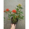 Cây Mai Thái Xanh (Hoa Cam) size lớn, chậu cây đang hoa/nụ - Giá chỉ 65.000₫ (giá gốc 79.300₫) 8