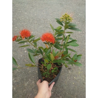 Cây Mai Thái Xanh (Hoa Cam) size lớn, chậu cây đang hoa/nụ - Giá chỉ 65.000₫ (giá gốc 79.300₫)