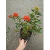 Cây Mai Thái Xanh (Hoa Cam) size lớn, chậu cây đang hoa/nụ - Giá chỉ 65.000₫ (giá gốc 79.300₫) 9