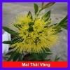 Cây Mai Thái Xanh Vàng Nghệ chậu lớn, đang hoa/nụ, giảm giá 65.000 VND