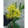 Cây Mai Thái Xanh Vàng Nghệ chậu lớn, đang hoa/nụ, giảm giá 65.000 VND 8