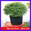 Cây Mai Vạn Phúc Lớn 50-70cm - Cây Cảnh Hoa Thơm, Phong Thủy Tốt, Giá 75.000₫