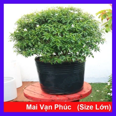 Cây Mai Vạn Phúc Lớn 50-70cm - Cây Cảnh Hoa Thơm, Phong Thủy Tốt, Giá 75.000₫