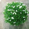 Cây Mai Vạn Phúc Lớn 50-70cm - Cây Cảnh Hoa Thơm, Phong Thủy Tốt, Giá 75.000₫ 3