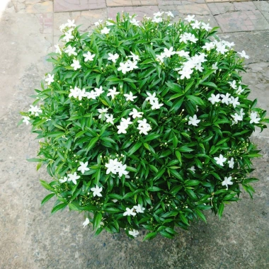 Cây Mai Vạn Phúc Lớn 50-70cm - Cây Cảnh Hoa Thơm, Phong Thủy Tốt, Giá 75.000₫