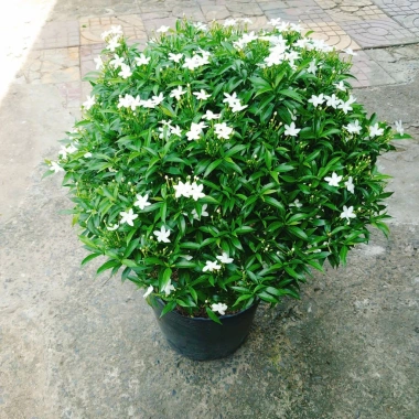 Cây Mai Vạn Phúc Lớn 50-70cm - Cây Cảnh Hoa Thơm, Phong Thủy Tốt, Giá 75.000₫