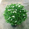 Cây Mai Vạn Phúc Lớn 50-70cm - Cây Cảnh Hoa Thơm, Phong Thủy Tốt, Giá 75.000₫ 5