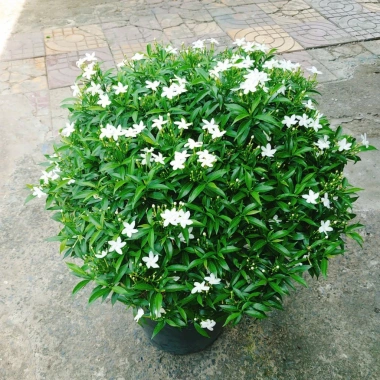 Cây Mai Vạn Phúc Lớn 50-70cm - Cây Cảnh Hoa Thơm, Phong Thủy Tốt, Giá 75.000₫