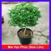 Cây Mai Vạn Phúc size lớn 50-80cm – Cây cảnh phong thủy, trang trí nội ngoại thất, giảm còn 150.000đ