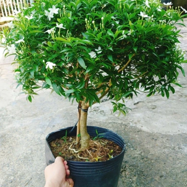 Cây Mai Vạn Phúc size lớn 50-80cm – Cây cảnh phong thủy, trang trí nội ngoại thất, giảm còn 150.000đ 2