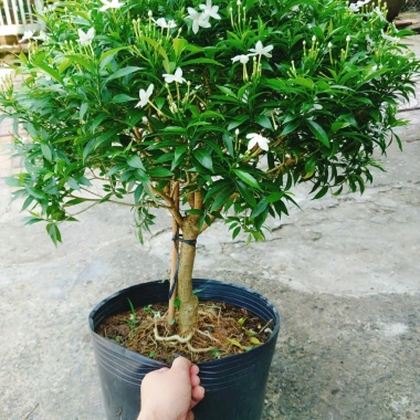Cây Mai Vạn Phúc size lớn 50-80cm – Cây cảnh phong thủy, trang trí nội ngoại thất, giảm còn 150.000đ 3