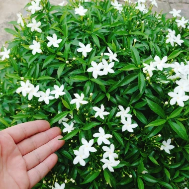 Cây Mai Vạn Phúc size lớn 50-80cm – Cây cảnh phong thủy, trang trí nội ngoại thất, giảm còn 150.000đ 4