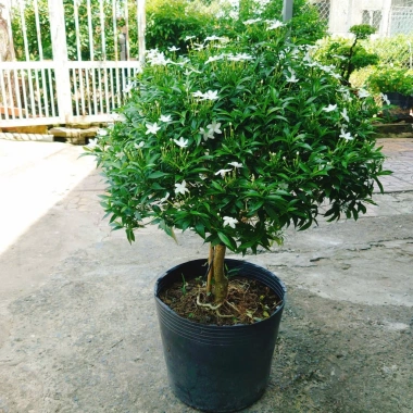 Cây Mai Vạn Phúc size lớn 50-80cm – Cây cảnh phong thủy, trang trí nội ngoại thất, giảm còn 150.000đ 6