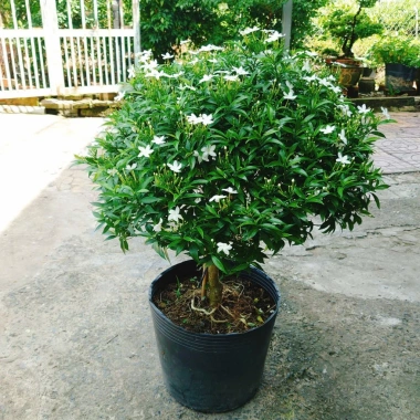 Cây Mai Vạn Phúc size lớn 50-80cm – Cây cảnh phong thủy, trang trí nội ngoại thất, giảm còn 150.000đ 8