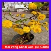 Cây mai vàng cánh cúc 48 cánh - Mai cúc thọ hương, cây cảnh sân vườn giá chỉ 96.000đ