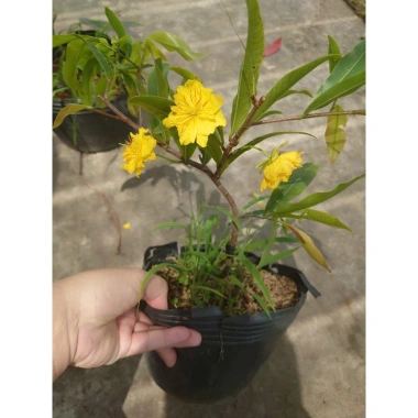 Cây mai vàng cánh cúc 48 cánh - Mai cúc thọ hương, cây cảnh sân vườn giá chỉ 96.000đ 3