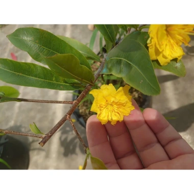 Cây mai vàng cánh cúc 48 cánh - Mai cúc thọ hương, cây cảnh sân vườn giá chỉ 96.000đ 4