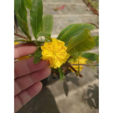Cây mai vàng cánh cúc 48 cánh - Mai cúc thọ hương, cây cảnh sân vườn giá chỉ 96.000đ 5