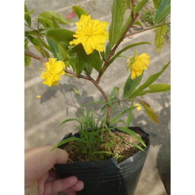 Cây mai vàng cánh cúc 48 cánh - Mai cúc thọ hương, cây cảnh sân vườn giá chỉ 96.000đ 6