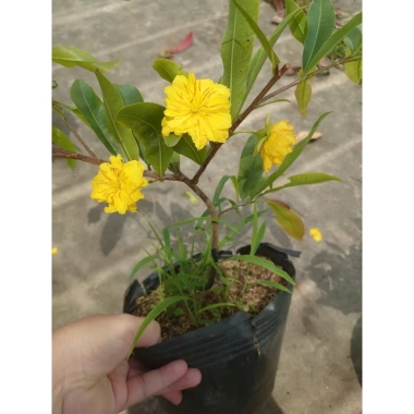 Cây mai vàng cánh cúc 48 cánh - Mai cúc thọ hương, cây cảnh sân vườn giá chỉ 96.000đ 7