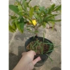 Cây mai vàng cánh cúc 48 cánh - Mai cúc thọ hương, cây cảnh sân vườn giá chỉ 96.000đ 9