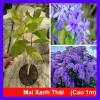 Cây mai xanh thái lớn 80-120cm - Cây cảnh đẹp, trang trí sân vườn, chỉ 45.000 VNĐ