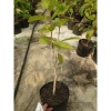 Cây mai xanh thái lớn 80-120cm - Cây cảnh đẹp, trang trí sân vườn, chỉ 45.000 VNĐ 2