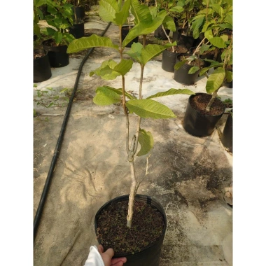 Cây mai xanh thái lớn 80-120cm - Cây cảnh đẹp, trang trí sân vườn, chỉ 45.000 VNĐ 2
