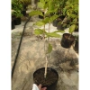 Cây mai xanh thái lớn 80-120cm - Cây cảnh đẹp, trang trí sân vườn, chỉ 45.000 VNĐ 3