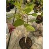 Cây mai xanh thái lớn 80-120cm - Cây cảnh đẹp, trang trí sân vườn, chỉ 45.000 VNĐ 4