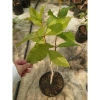 Cây mai xanh thái lớn 80-120cm - Cây cảnh đẹp, trang trí sân vườn, chỉ 45.000 VNĐ 5