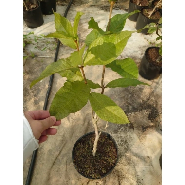 Cây mai xanh thái lớn 80-120cm - Cây cảnh đẹp, trang trí sân vườn, chỉ 45.000 VNĐ 5