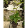 Cây mai xanh thái lớn 80-120cm - Cây cảnh đẹp, trang trí sân vườn, chỉ 45.000 VNĐ 6