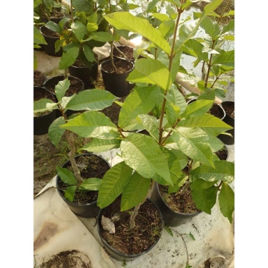 Cây mai xanh thái lớn 80-120cm - Cây cảnh đẹp, trang trí sân vườn, chỉ 45.000 VNĐ 7