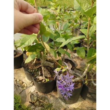 Cây mai xanh thái lớn 80-120cm - Cây cảnh đẹp, trang trí sân vườn, chỉ 45.000 VNĐ 9