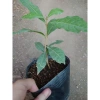 Cây mai xanh thái lớn 80-120cm - Cây cảnh đẹp, trang trí sân vườn, chỉ 45.000 VNĐ 10