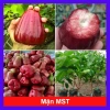 Cây mận MST hồng sóc trăng - Trồng chậu, trái ngọt như đường, chỉ 35.000 VND