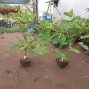 Cây mận MST hồng sóc trăng - Trồng chậu, trái ngọt như đường, chỉ 35.000 VND 3